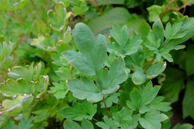 Dicentra spektabilis, açık hava bitkileri