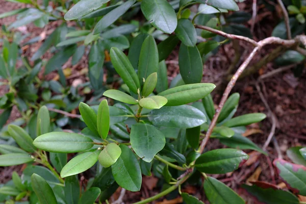 Ροδόδεντρο Humboldt Ericaceae Φυτά Υπαίθρου — Φωτογραφία Αρχείου