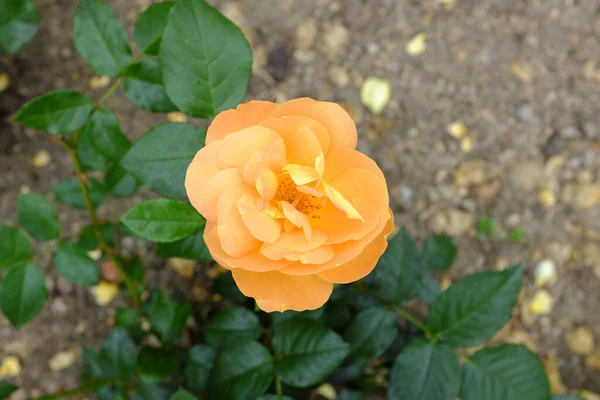 Bernsteinrose Open Plants 2018 — стокове фото