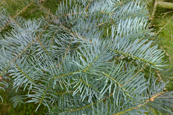 Abies Concolor Violacea Plantas Livre — Fotografia de Stock