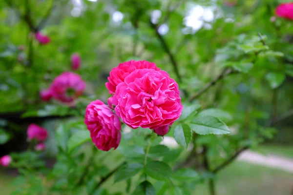 Роза Супер Дороті Рослини Просто Неба — стокове фото