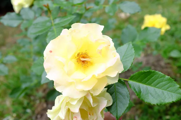 Rosa Egon Schiele Plantas Aire Libre 2018 — Foto de Stock