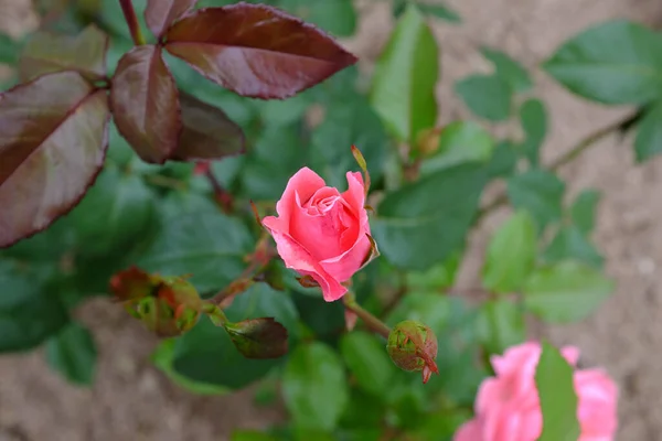 Queen Elizabeth Outdoor Plants 2018 — Stock Photo, Image