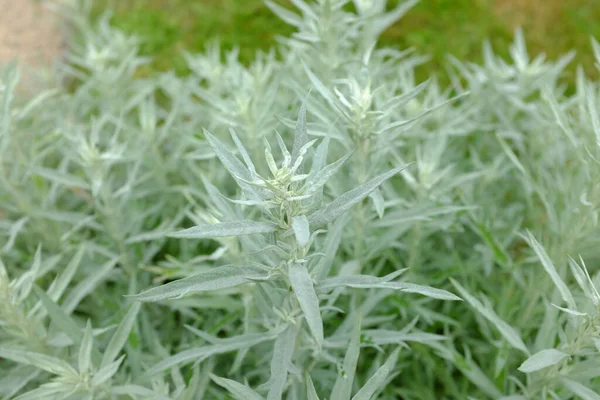 Artemisia Lanata Regina Argento Piante Esterno — Foto Stock