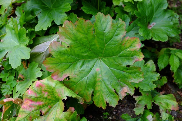 Peltiphyllum Peltatum Açık Hava Bitkileri — Stok fotoğraf