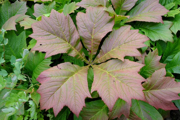 Rodgersia Podophylla Açık Hava Bitkileri — Stok fotoğraf