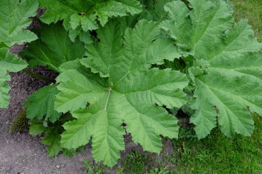 Topçu manikürü, açık hava bitkileri.