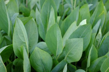 Rudbeckia maxima, açık hava bitkileri.