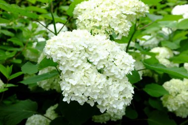 Ortanca ağaçevi, açık hava bitkileri.