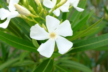 Oleandr, Soeur Agns, açık hava bitkileri.