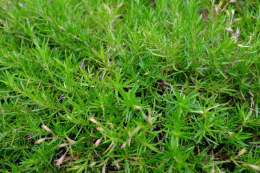 Phlox subulata, Esmeralde Blue Ice, açık hava bitkileri.