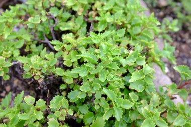 Sedum populifolyum, açık hava bitkileri