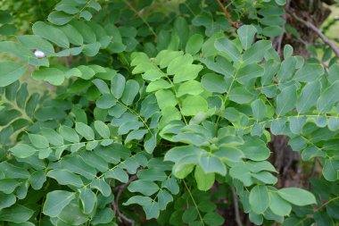 Robinia hispida, ABD, açık hava bitkileri