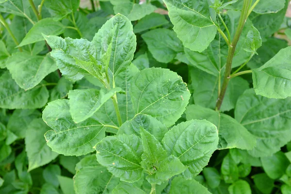 Helianthus Decapetalus Triomphe Gand Plantas Exterior — Foto de Stock