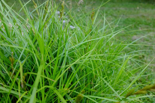 Carex Muskingumensis Stati Uniti America Piante Esterno — Foto Stock