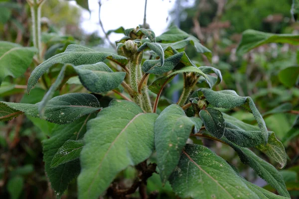 Hydrangea Sargentiana Rośliny Ogrodowe — Zdjęcie stockowe