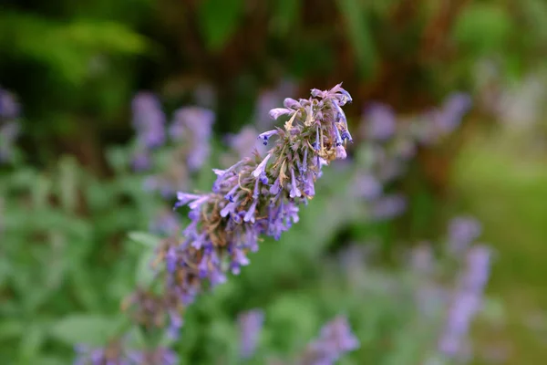 ネータ カタリア屋外植物 — ストック写真