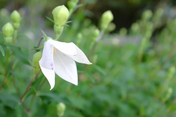 Platycodon Grandiflorum Outdoor Plants — Stock Photo, Image