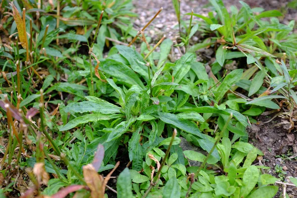 Lychnis Flos Cuculi Szabadtéri Növények — Stock Fotó