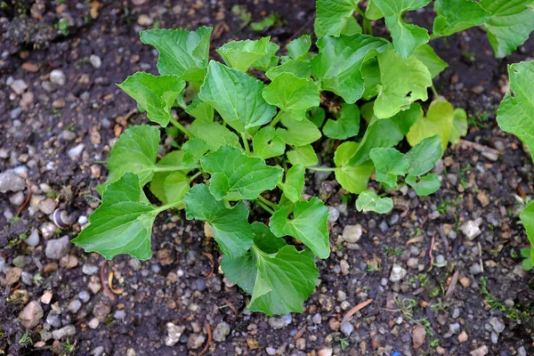 Viola Sororia Freckles Outdoor Plants — Stock Photo, Image