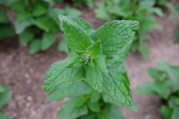 Paten Salvia Tanaman Luar Ruangan — Stok Foto