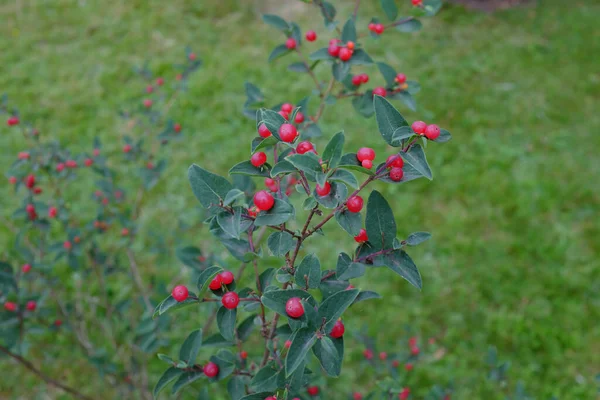 Lonicera Korolkowii Outdoor Plants — Stock Photo, Image