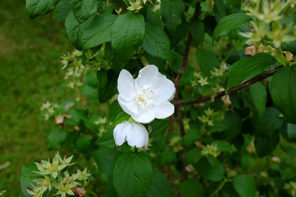 Philadelphus Virginalis Outdoor Plants — Stock Photo, Image