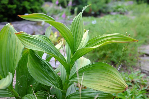 Veratrum相册 室外植物 免版税图库图片