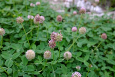 Trifolium fragiferum, açık hava bitkileri.