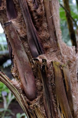 Cyathea princeps, Polypodiopsida, ABD