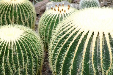 Echinocactus grusonii, Cactacea, Meksika