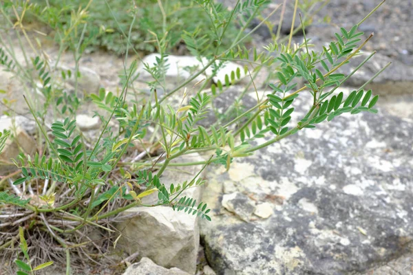 Onobrychis Vicifolia Tanaman Luar Ruangan — Stok Foto