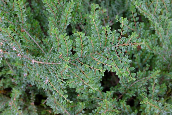 Cotoneaster Adpressus Buitenplanten — Stockfoto