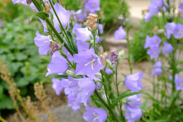 Campanula Persicifolia Bella Szabadtéri Növények — Stock Fotó