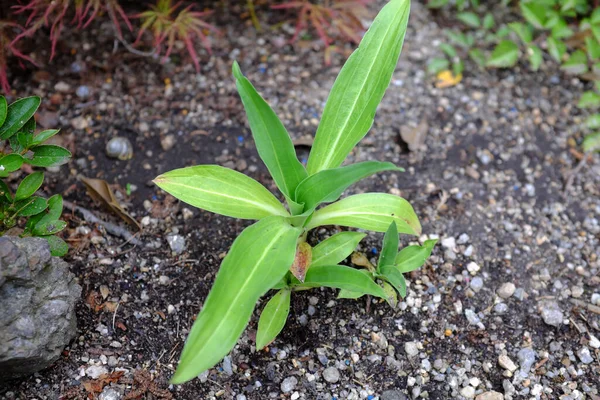 Gentiana Tibetica King Outdoor Plants — Stock Photo, Image