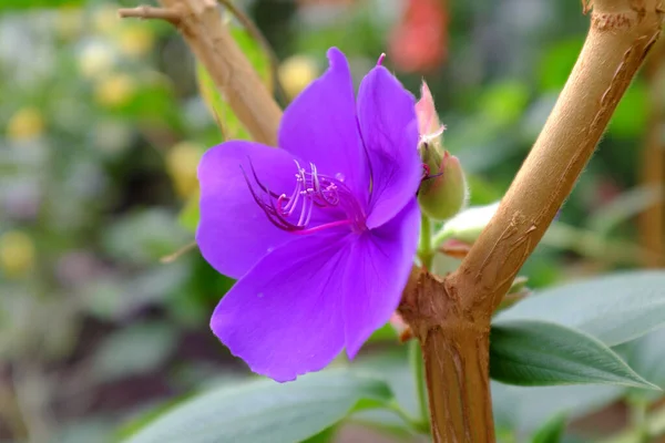 Tibouchina Urvilleana Melastomaceae Usa — стокове фото