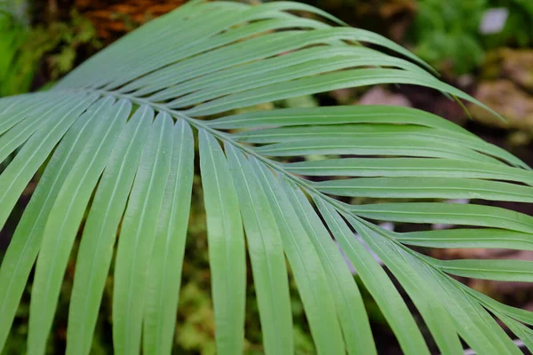 Wollemie Vzneen Wollemia Nobilis Plantes Plein Air — Photo