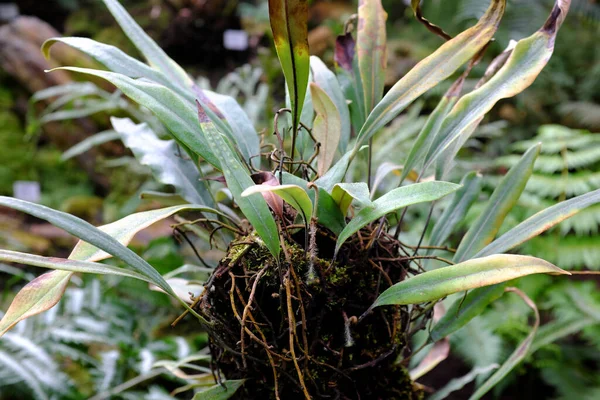 Pyrrosia Angustata Polypodiaceae Malásia Bornéu Sumatra — Fotografia de Stock