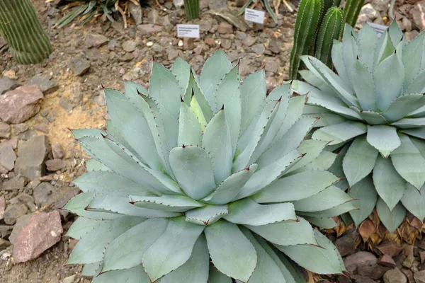 Agave Potatorum Agavaceae Mexico — 图库照片