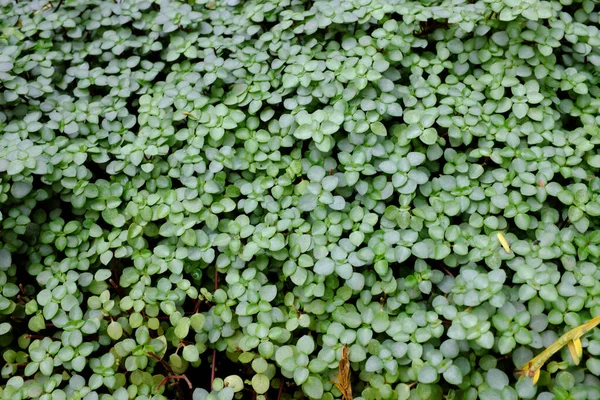 Pilea Libanensis Крапивковые Куба — стоковое фото