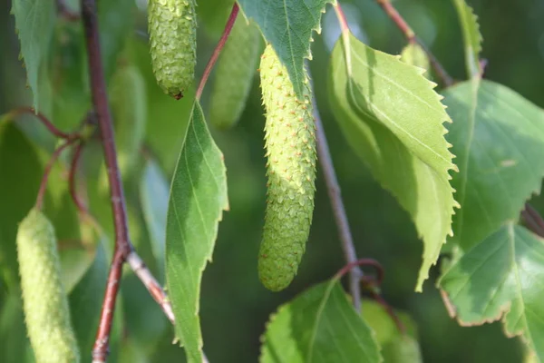 Jeunes feuilles et fleurs bouleau, printemps — Photo