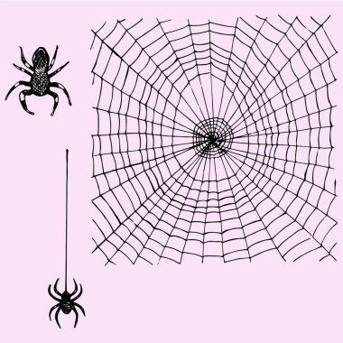 örümcek web ve asılı örümcek 