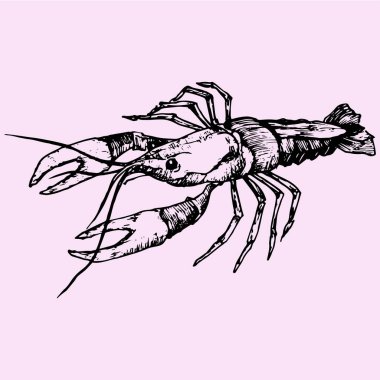 crayfish, lobster vector clipart