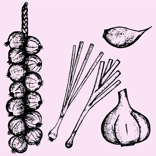 Bunch of garlic, heads of garlic, young garlic — Stock Vector