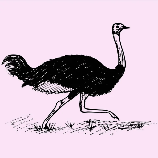 Дикі страус біг — стоковий вектор
