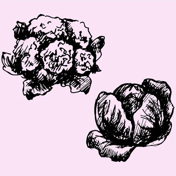 Chou-fleur, style doodle au chou — Image vectorielle