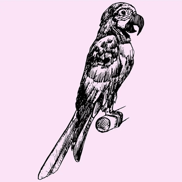 Arara de papagaio, estilo doodle — Vetor de Stock