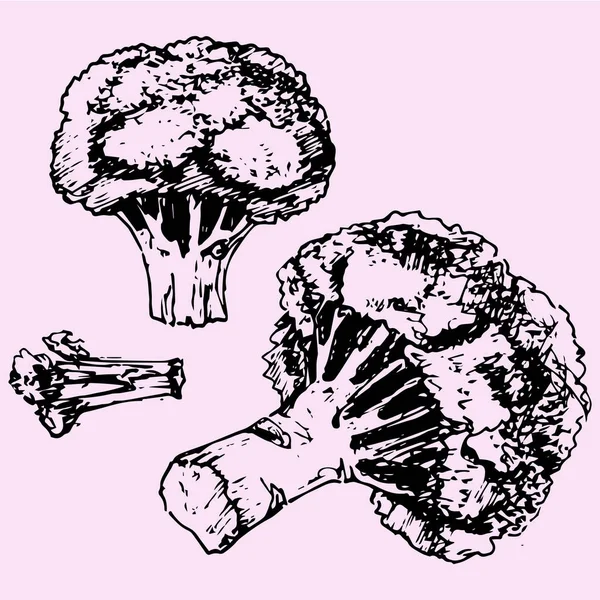 Broccoli, doodle stijl — Stockvector