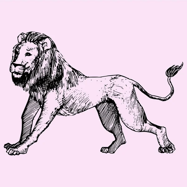 Zijkant weergave Lion wandelen — Stockvector