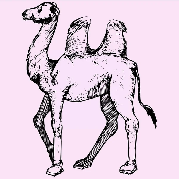 Бактрийский верблюд, двугорбый — стоковый вектор
